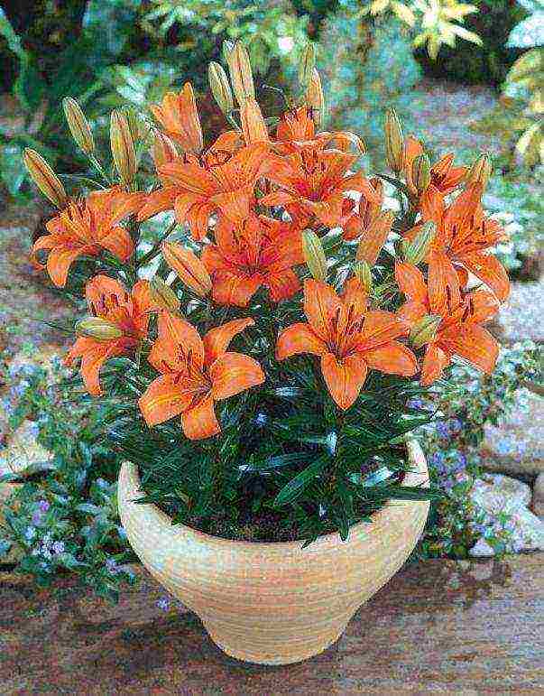 how to grow lilies at home