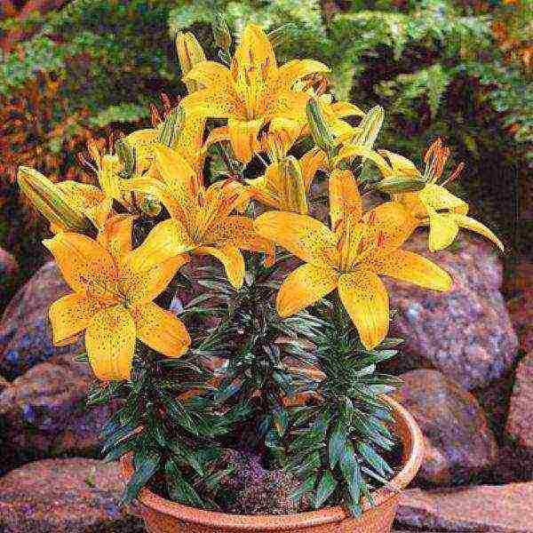 how to grow lilies at home