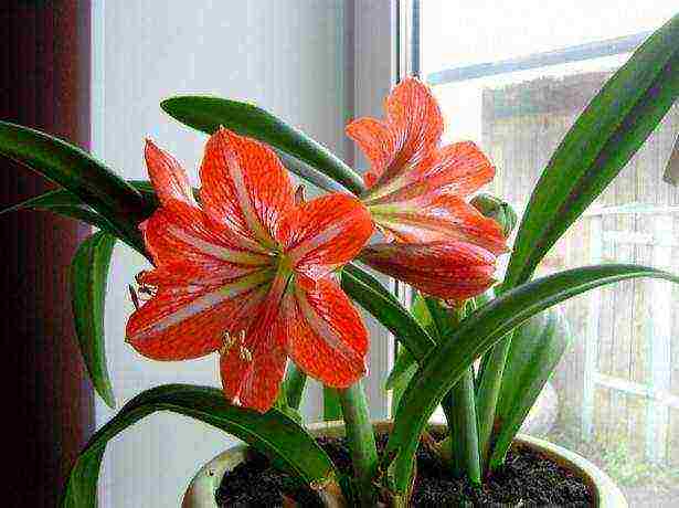 how to grow lilies at home