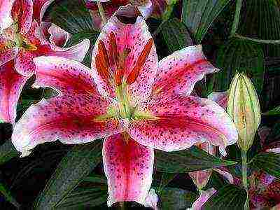 how to grow lilies at home