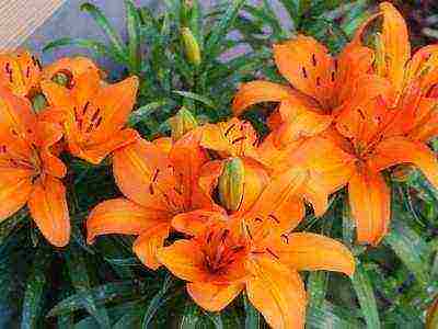 how to grow lilies at home