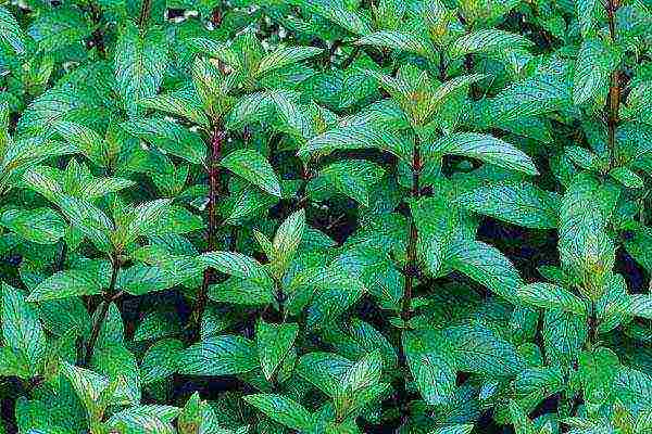 how to grow mint at home in