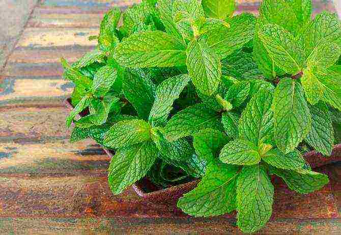 how to grow mint at home in