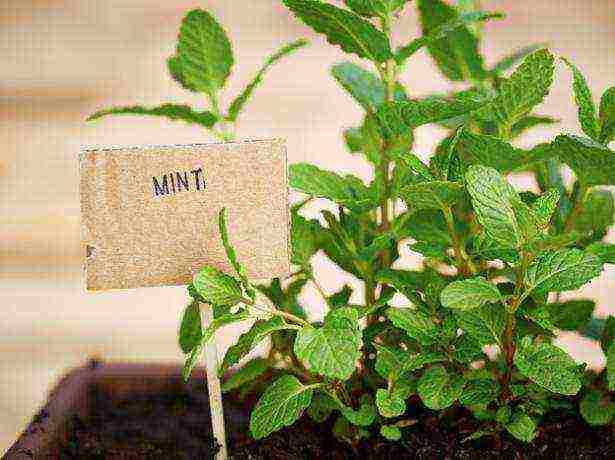 how to grow mint at home in