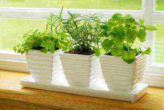 how to grow mint at home in