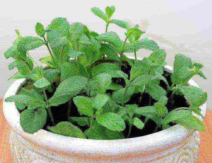 how to grow mint at home in