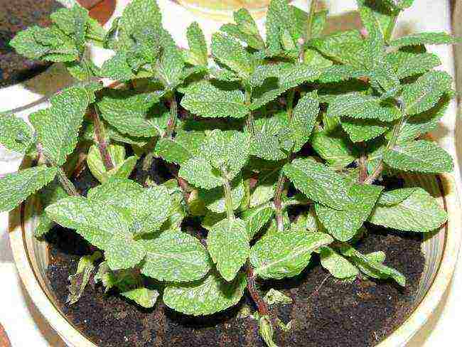 how to grow mint at home in