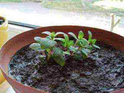 how to grow mint at home in