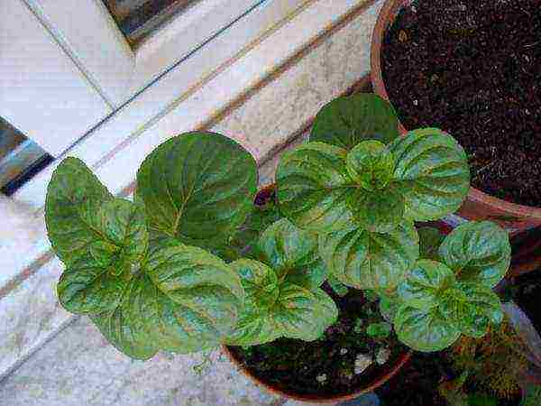 how to grow mint at home in