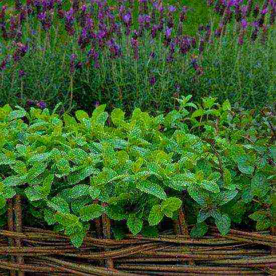 kung paano palaguin ang mint sa bahay sa