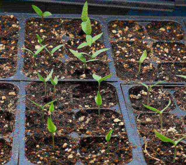 how to grow pepper at home