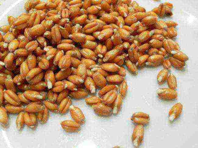 how to grow wheat at home in