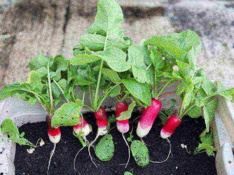 how to grow radishes at home