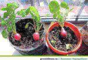 how to grow radishes at home