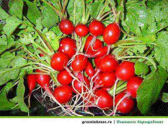 how to grow radishes at home