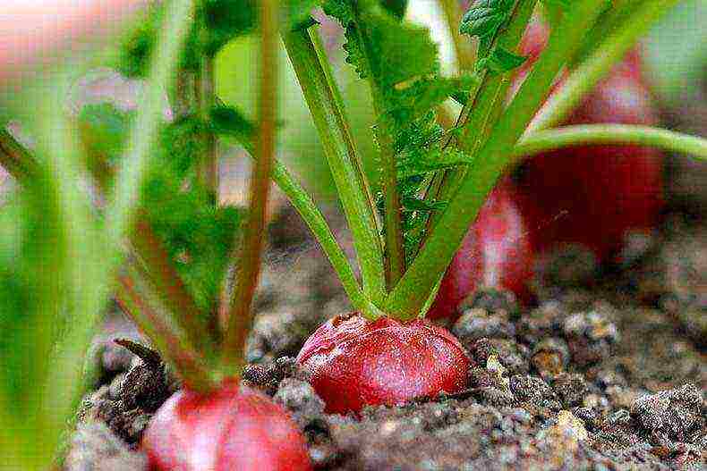 how to grow radishes at home in