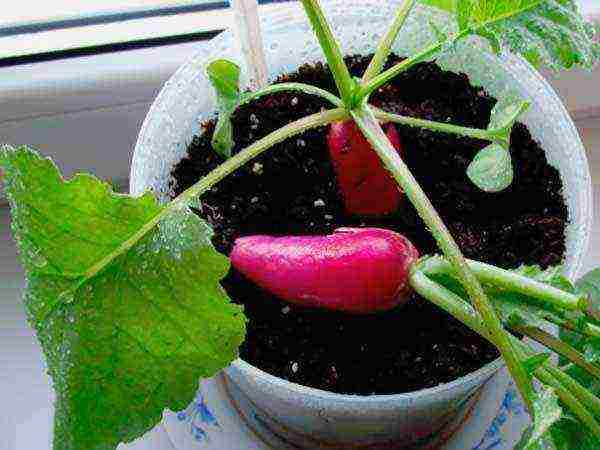 how to grow radishes at home in