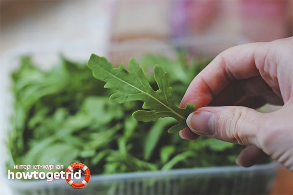 kung paano palaguin ang arugula sa bahay sa