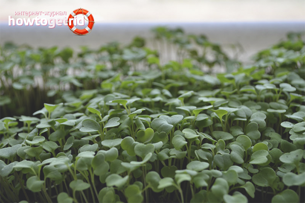 how to grow arugula at home in