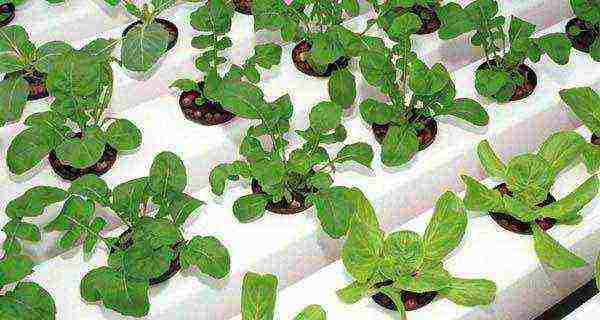 how to grow arugula at home in