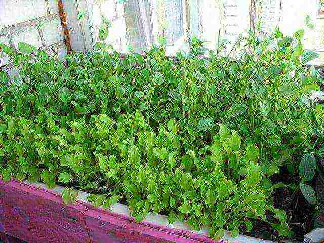 kung paano palaguin ang arugula sa bahay sa