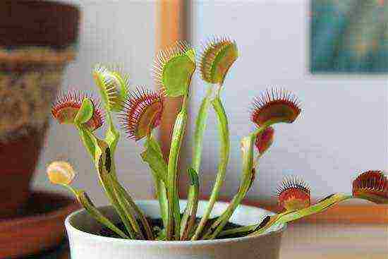 kung paano palaguin ang isang Venus flytrap sa bahay