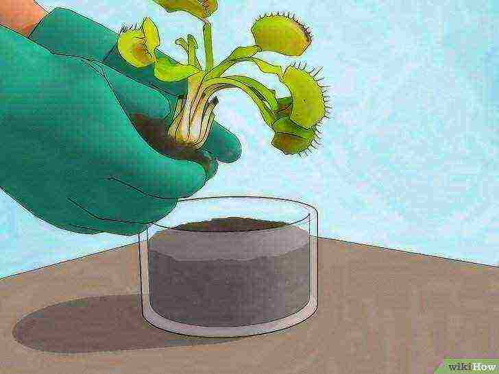 how to grow a Venus flytrap at home