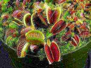 how to grow a Venus flytrap at home