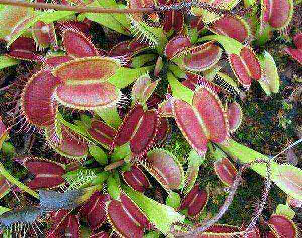 kung paano palaguin ang isang Venus flytrap sa bahay