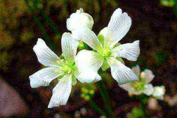 kung paano palaguin ang isang Venus flytrap sa bahay