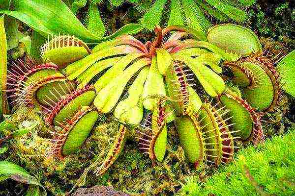 how to grow a Venus flytrap at home