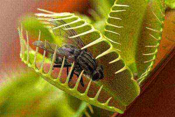 how to grow a Venus flytrap at home