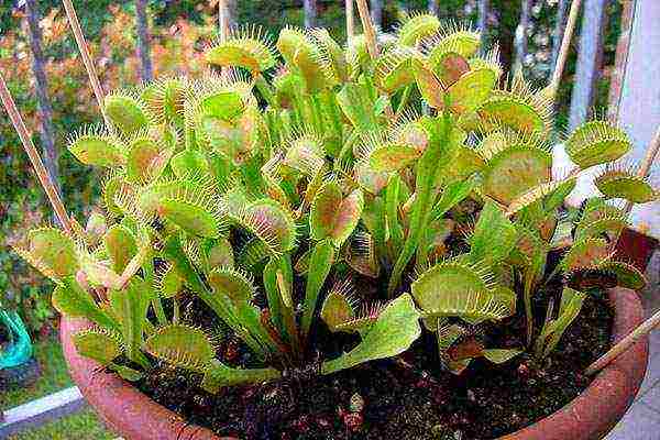 วิธีการปลูก flytrap วีนัสที่บ้าน