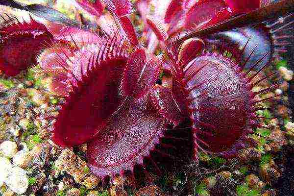 how to grow a Venus flytrap at home