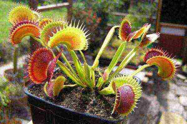 kung paano palaguin ang isang Venus flytrap sa bahay