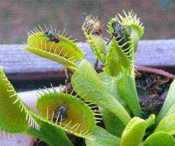 kung paano palaguin ang isang Venus flytrap sa bahay