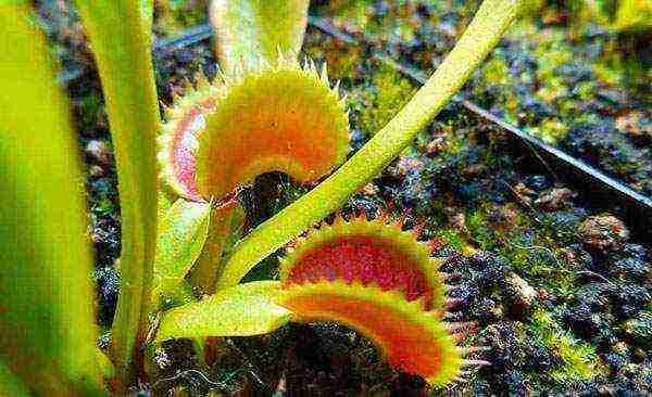 kung paano palaguin ang isang Venus flytrap sa bahay