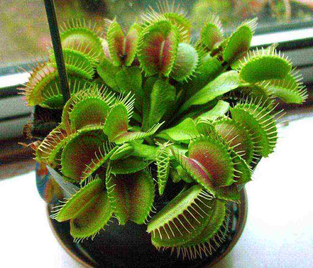 วิธีการปลูก flytrap วีนัสที่บ้าน