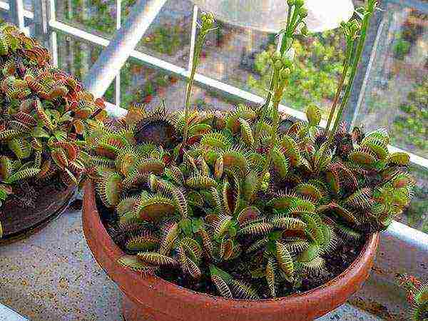 วิธีการปลูก flytrap วีนัสที่บ้าน