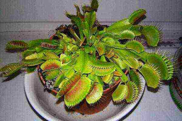 how to grow a Venus flytrap at home