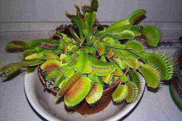 วิธีการปลูก flytrap วีนัสที่บ้าน