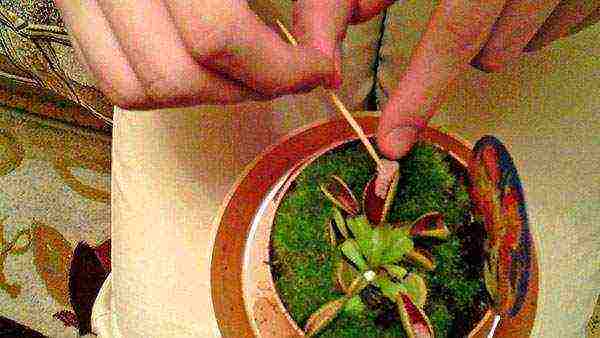 how to grow a Venus flytrap at home