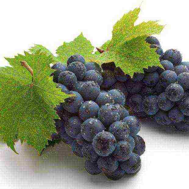 how to grow grapes at home
