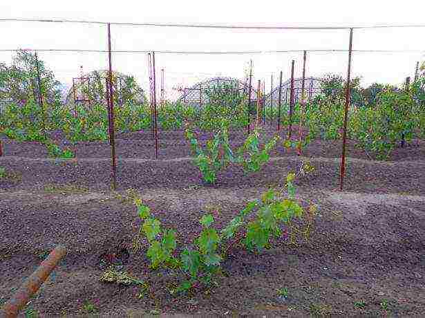 how to grow grapes at home