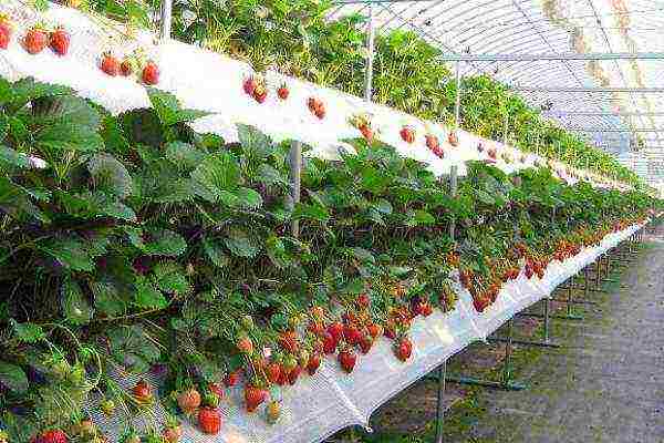 How are strawberries grown in the open field in the Netherlands?