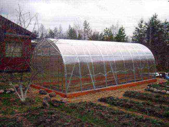 Paano lumaki ang mga strawberry sa bukas na bukid sa Netherlands?