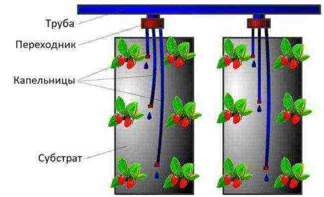 How are strawberries grown in the open field in the Netherlands?