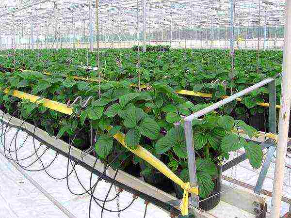 How are strawberries grown in the open field in the Netherlands?