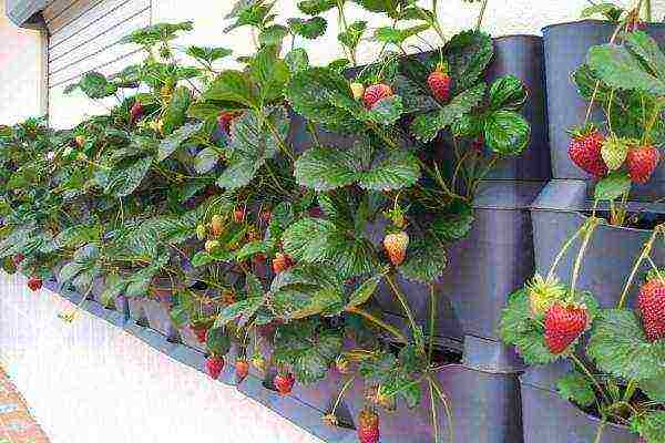 How are strawberries grown in the open field in the Netherlands?