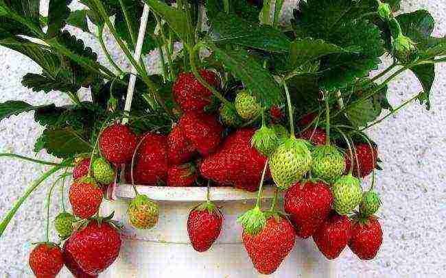 How are strawberries grown in the open field in the Netherlands?